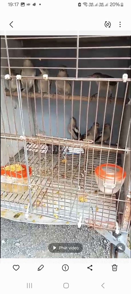 Chim chòe đá trống mái. Mua bán Chim tại Quận Long Biên Hà Nội được đăng bởi tổng kho sỉ hình 1