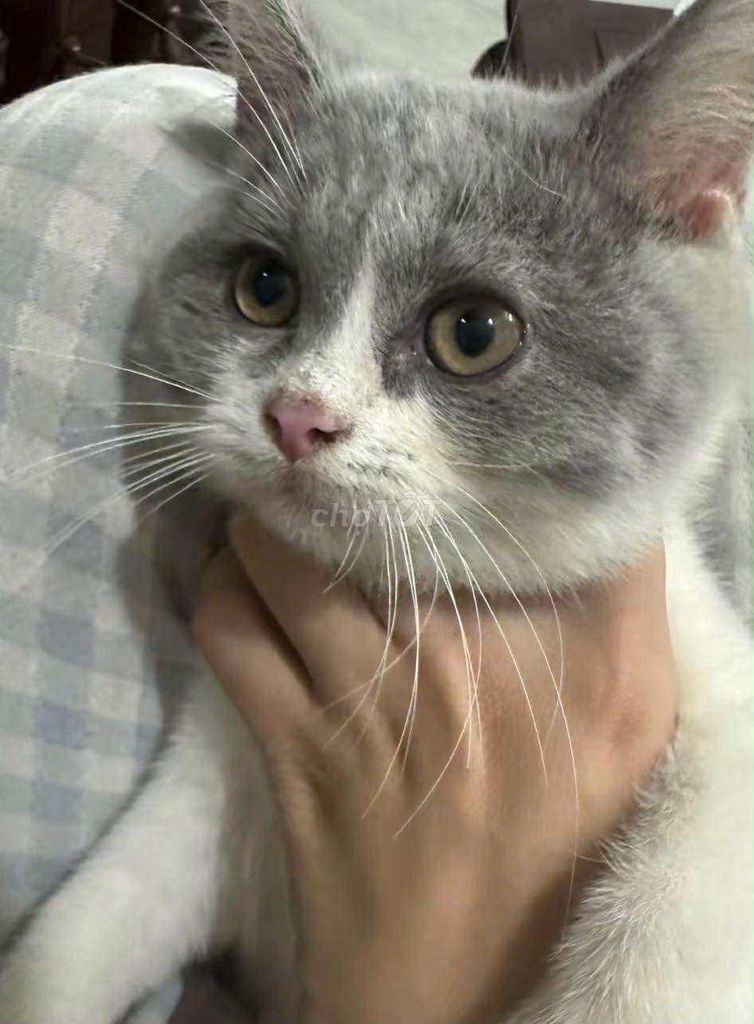 [Tìm mèo thất lạc]. Mua bán Mèo tại Quận Bình Tân Tp Hồ Chí Minh được đăng bởi Thanh Tâm hình 3