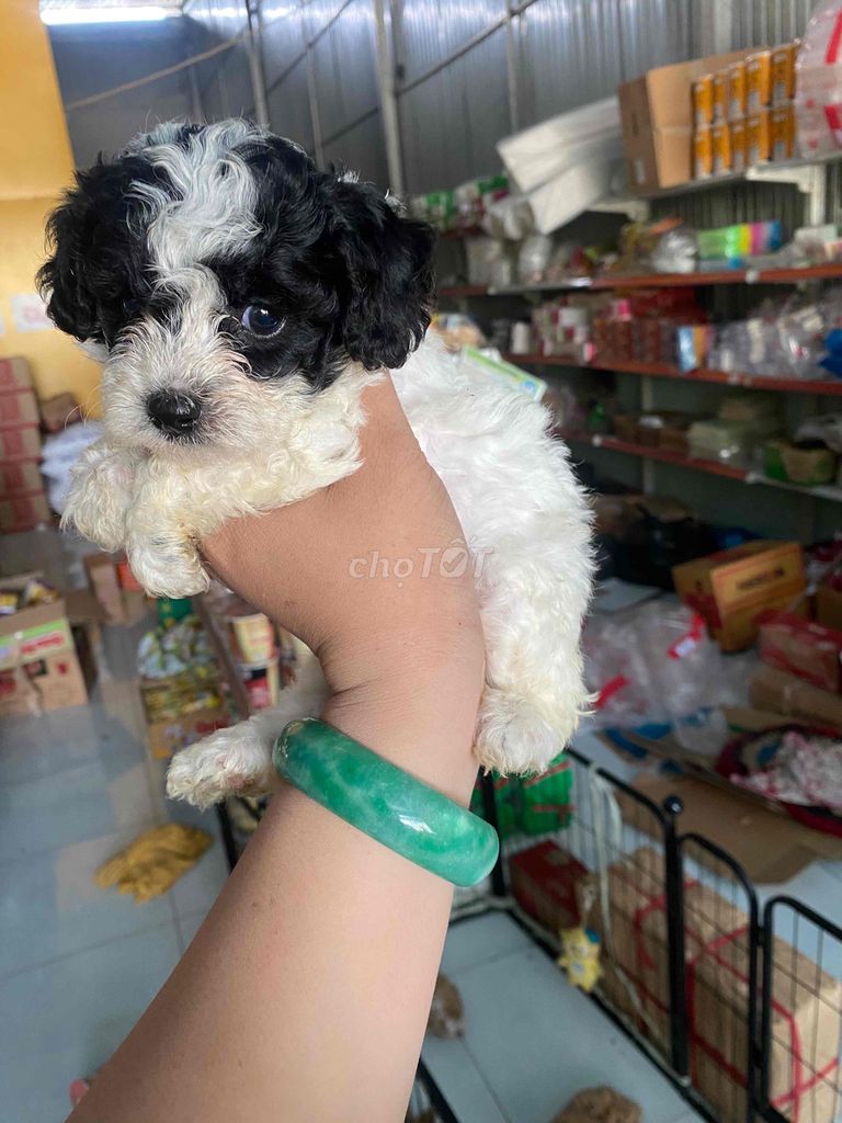 Giống poodle sai tyni màu bò sữa dưới 3 tháng tuổi