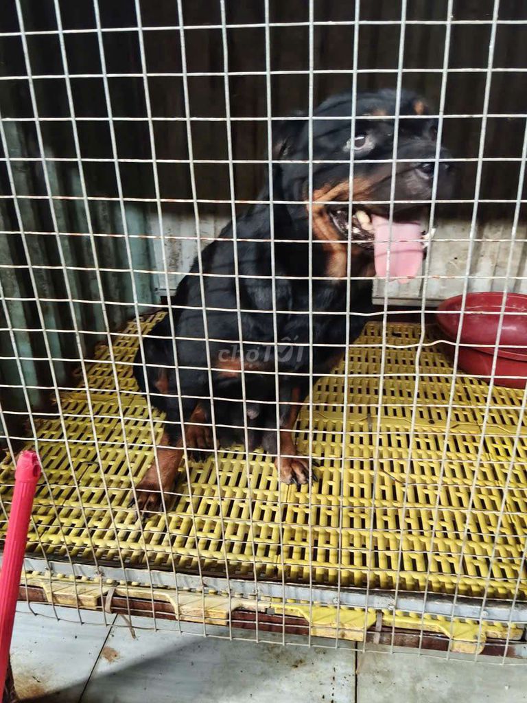 chó Rottweiler cái 3 tuổi thuần chủng. Mua bán Chó tại Thị xã Bến Cát Bình Dương được đăng bởi Malinois bình dương  hình 3