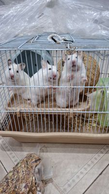 Chuột hamster