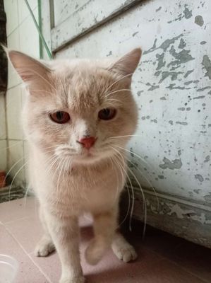 Mèo Anh lông ngắn Vàng kem