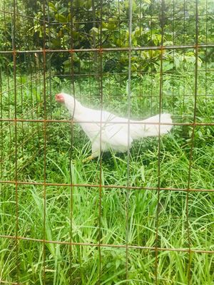 hang vip. Mua bán Gà tại Huyện Hóc Môn Tp Hồ Chí Minh được đăng bởi Chivas