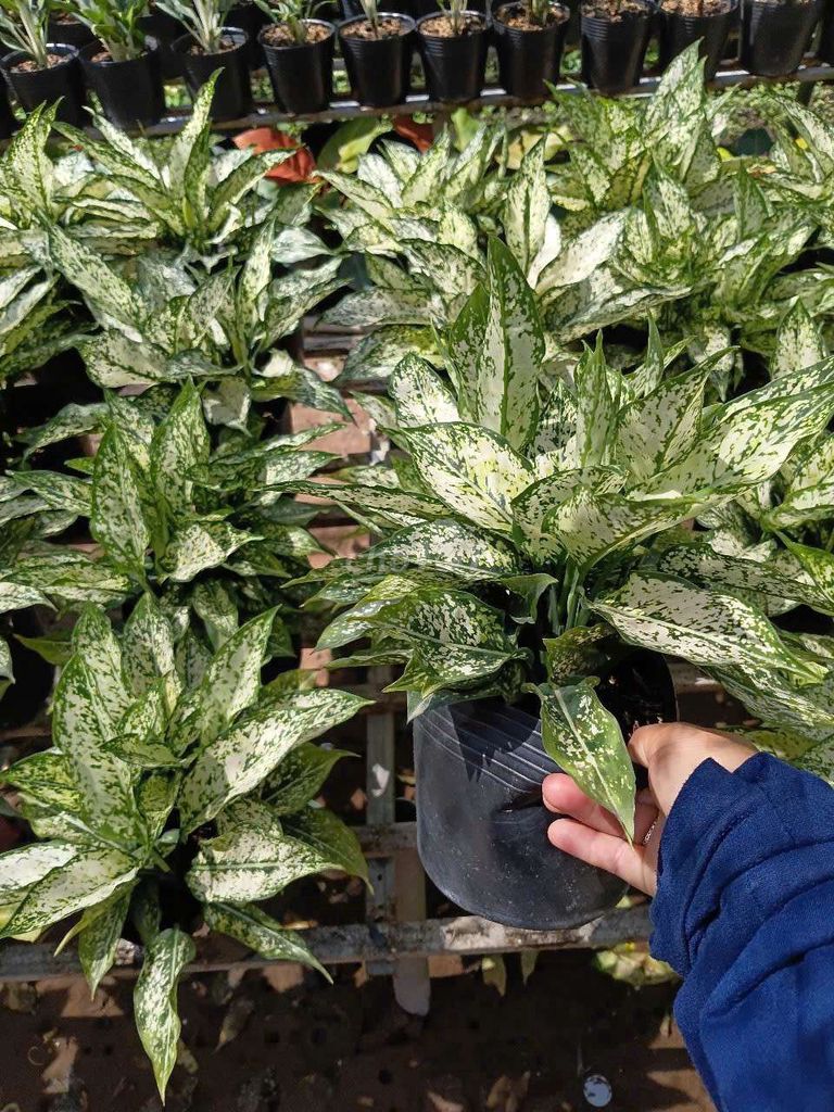 Cây cảnh Ngọc Ngân. Mua bán Cây cảnh, đồ trang trí tại Thành phố Nha Trang Khánh Hòa được đăng bởi Thảo hình 1