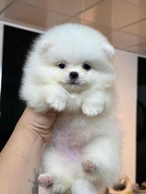 Chó Pomeranian Trắng. Mua bán Chó tại Quận Hải Châu Đà Nẵng được đăng bởi Chó Cảnh Đà Nẵng 130 đường 2 9 