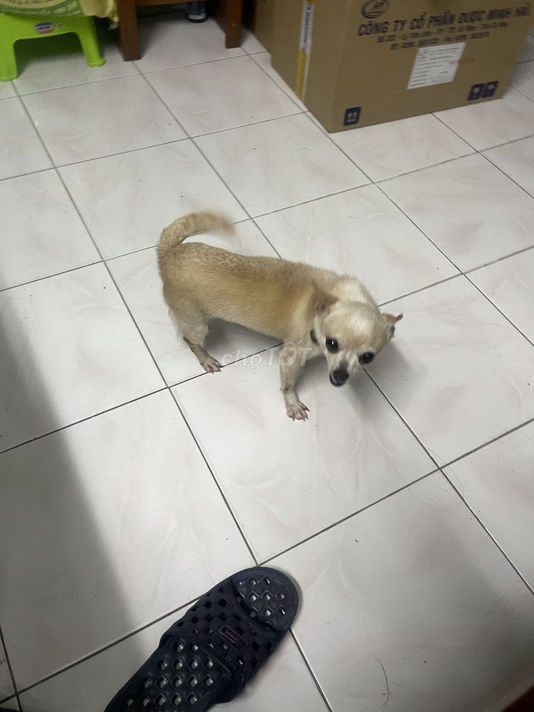 Chó Chihuahua vàng kem 8 tháng. Mua bán Chó tại Quận Đống Đa Hà Nội được đăng bởi Cuong Vu hình 1
