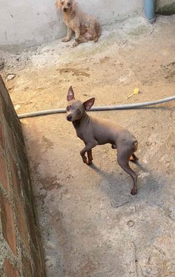 Bán gấp cặp phóc hưu dọn nhà.. Mua bán Chó tại Quận 1 Tp Hồ Chí Minh được đăng bởi Minh