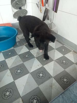 Chó Cộc cái 3 tháng 8kg