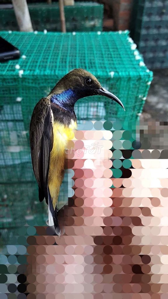 Chim hút mật bụng vàng hót hay. Mua bán Chim tại Thành phố Dĩ An Bình Dương được đăng bởi Phamthanhanh hình 1