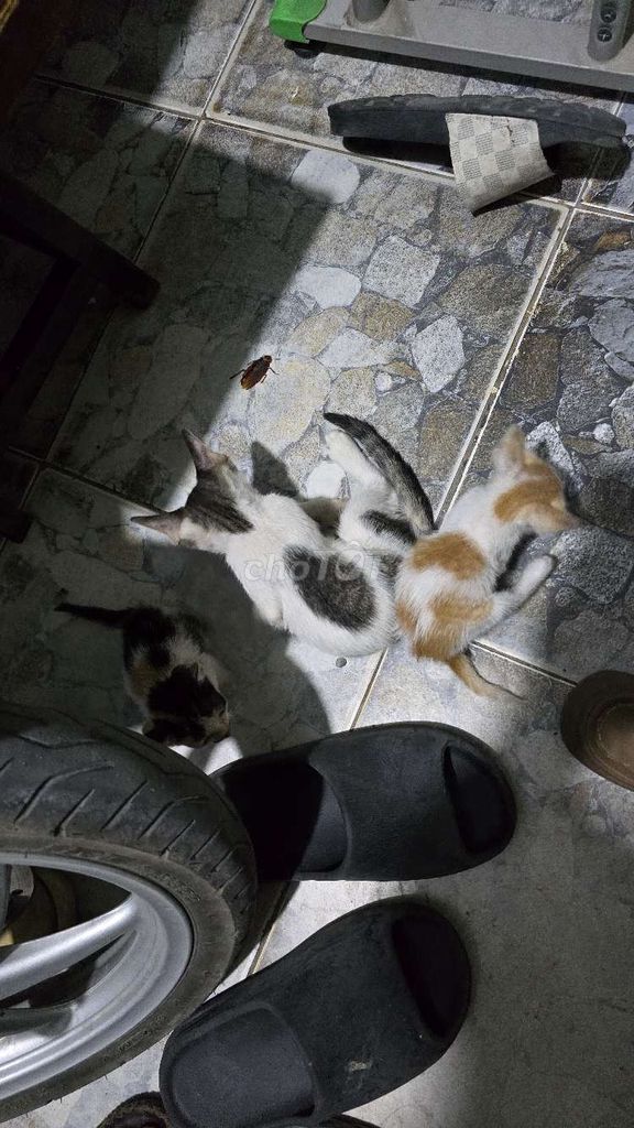 Mèo con Đa sắc. Mua bán Mèo tại Thành phố Thuận An Bình Dương được đăng bởi Mr Dũng hình 1