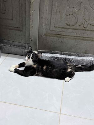 Mèo Tam thể cái 8 tháng tuổi