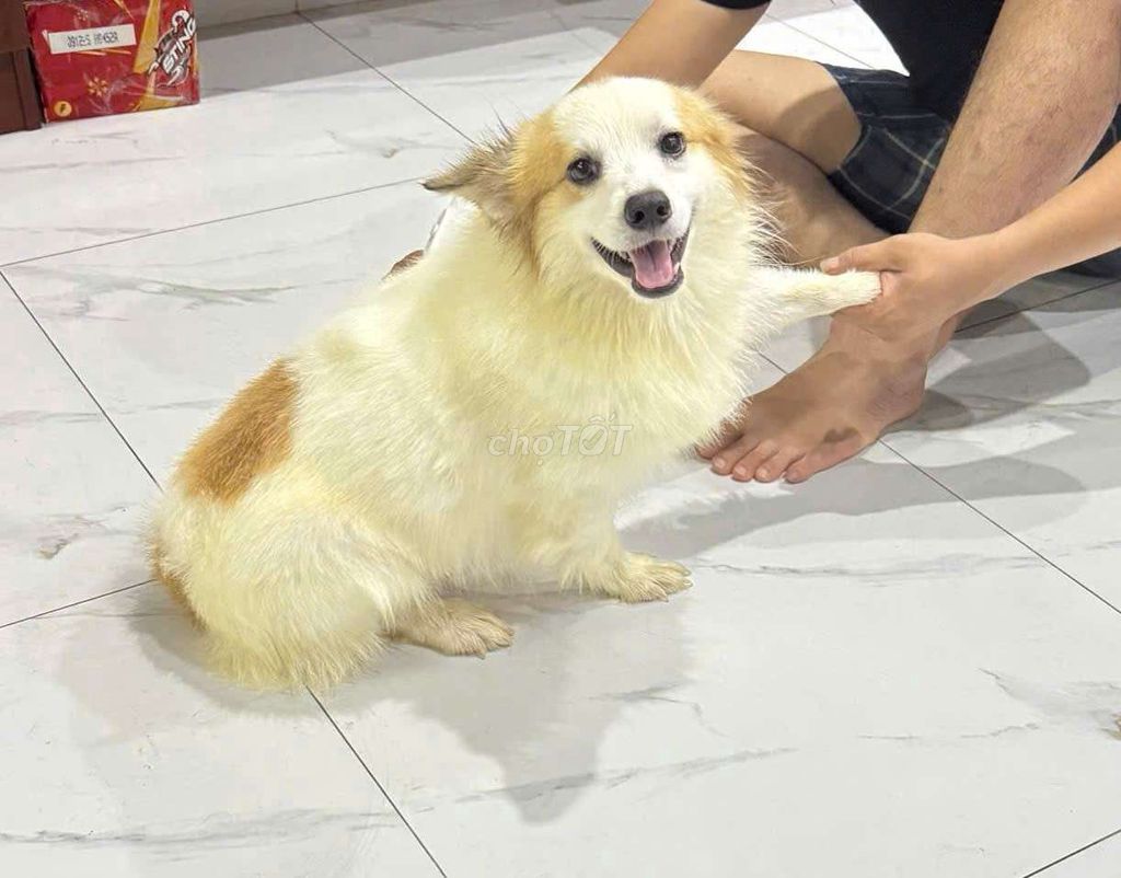 Chó Corgi đực nhà nuôi. Mua bán Chó tại Quận Thanh Khê Đà Nẵng được đăng bởi chán chê hình 1