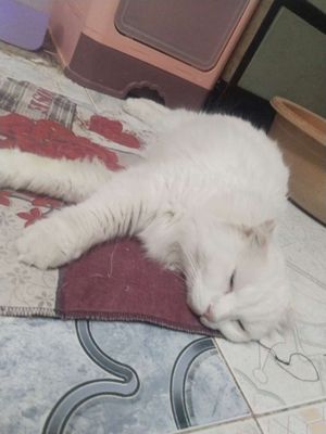 Mèo lông dài trắng hơn 1 tuổi