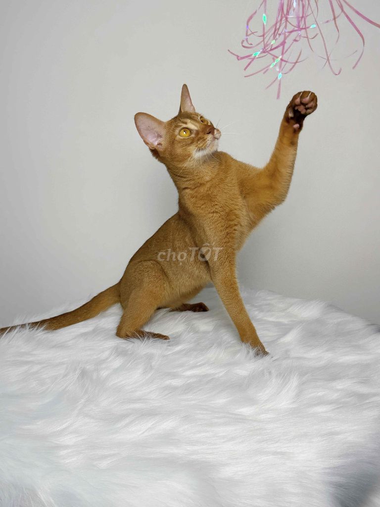 Mèo Abyssinian thuần chủng cái. Mua bán Mèo tại Quận Nam Từ Liêm Hà Nội được đăng bởi Đại Ngọc ChamMiloHouse hình 1