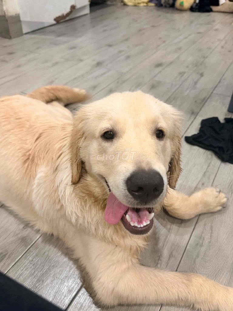 Chó Golden Retriever đực Vàng kem. Mua bán Chó tại Thành phố Thủ Dầu Một Bình Dương được đăng bởi Bé Hai hình 1