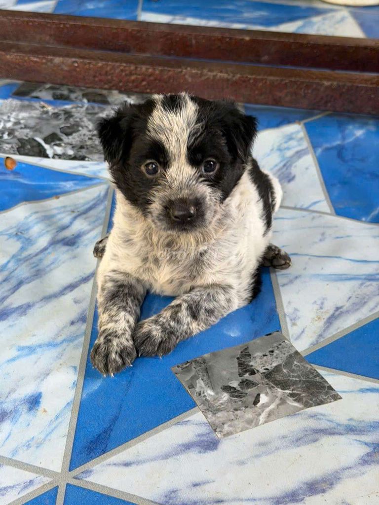 Chó con đen trắng, vàng. Mua bán Chó tại Thành phố Cao Lãnh Đồng Tháp được đăng bởi Trần Hiền hình 1