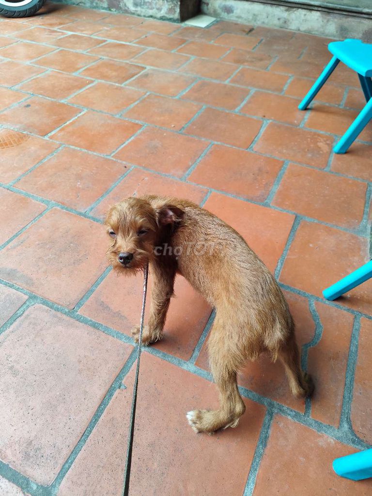 Chó poodle lai. Mua bán Chó tại Huyện Yên Phong Bắc Ninh được đăng bởi Huyen Nguyen hình 2