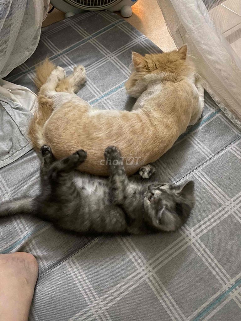 mèo alb lai. Mua bán Mèo tại Quận Hoàng Mai Hà Nội được đăng bởi Thănghoang hình 3