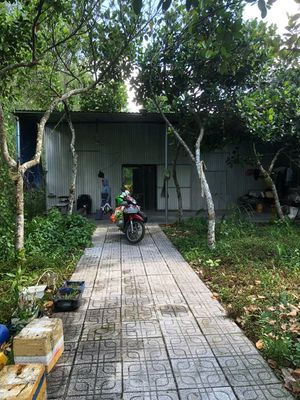Nhà vườn gần Chợ Lai Uyên, mặt đường, 500m, 2tr/tháng, vườn 20 cây mít
