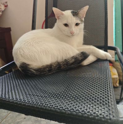 Mèo Trắng đen trưởng thành