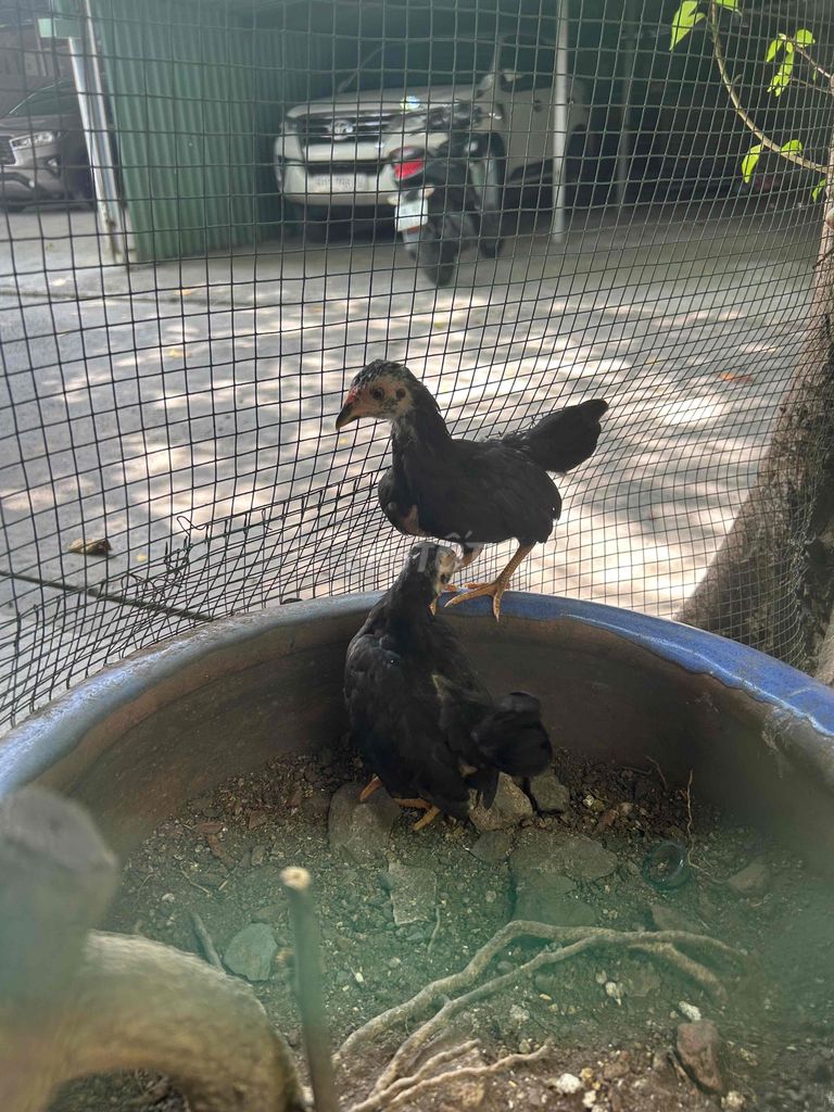 Gà tre mái ô 2 tháng. Mua bán Gà tại Quận 3 Tp Hồ Chí Minh được đăng bởi bán ga tre bắc hình 1