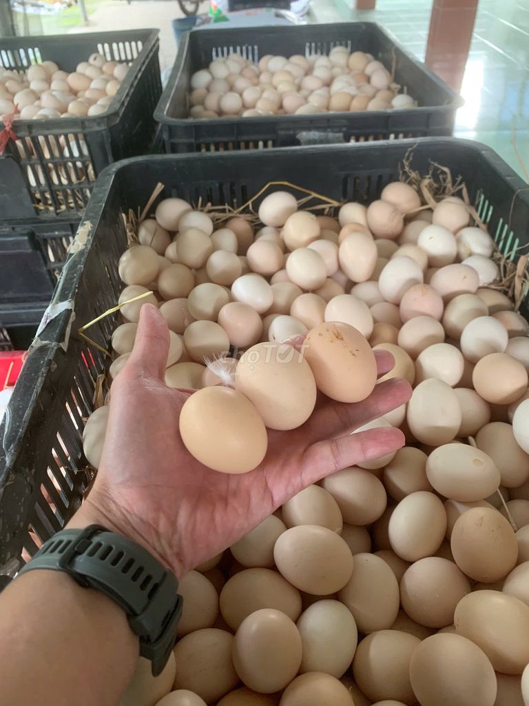 Trứng gà Gà Ác Tiền size lớn. Mua bán Đồ ăn, thực phẩm và các loại khác tại Quận 11 Tp Hồ Chí Minh được đăng bởi Đại Thời hình 1