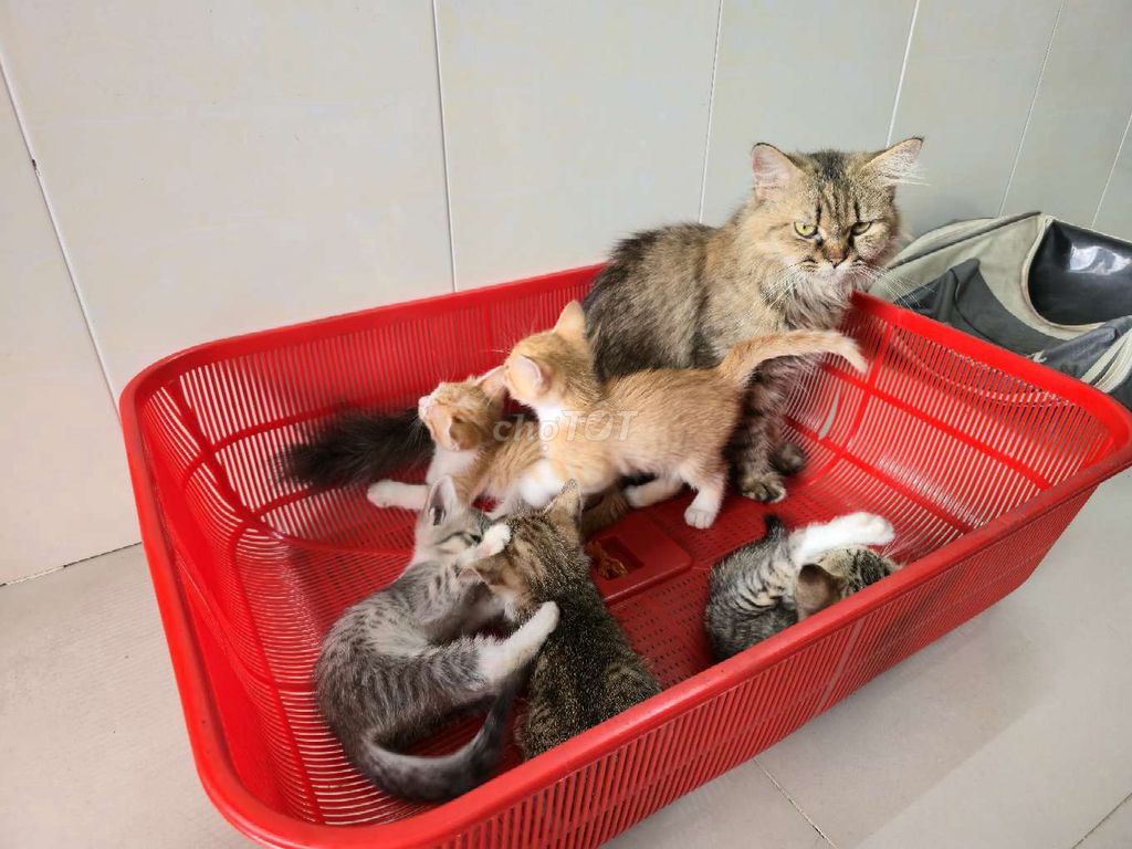 Mèo nhiều màu 1.5 tháng tuổi. Mua bán Mèo tại Quận Bình Tân Tp Hồ Chí Minh được đăng bởi Hoàng hình 1