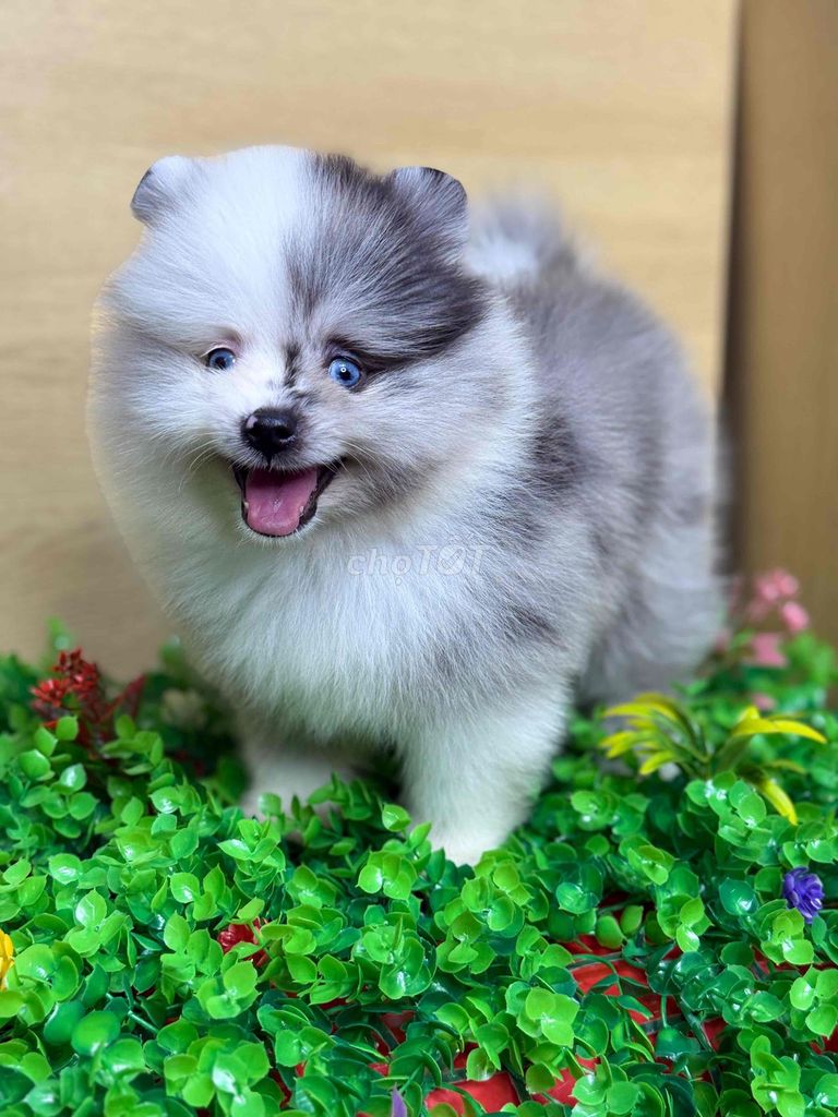 Chó Pomeranian Mini nhiều màu. Mua bán Chó tại Quận Tân Bình Tp Hồ Chí Minh được đăng bởi nguyễn tường vân hình 3
