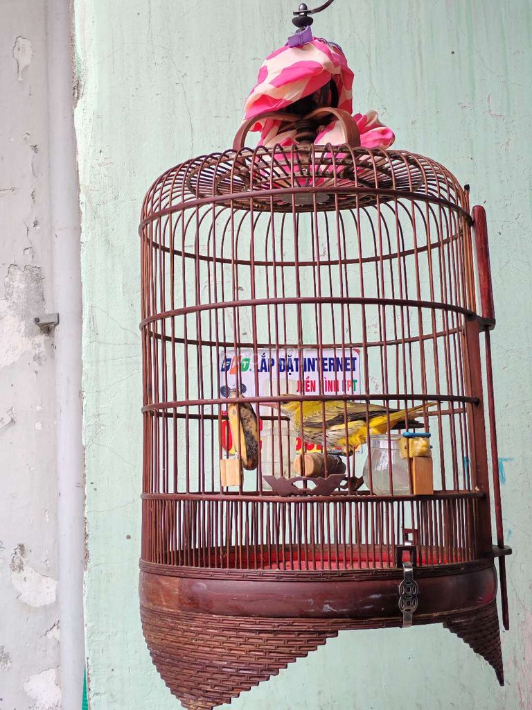 Vàng anh chuyền vừa bắt đã cám cứng. Mua bán Chim tại Quận 7 Tp Hồ Chí Minh được đăng bởi Hải ĐĂNG hình 1