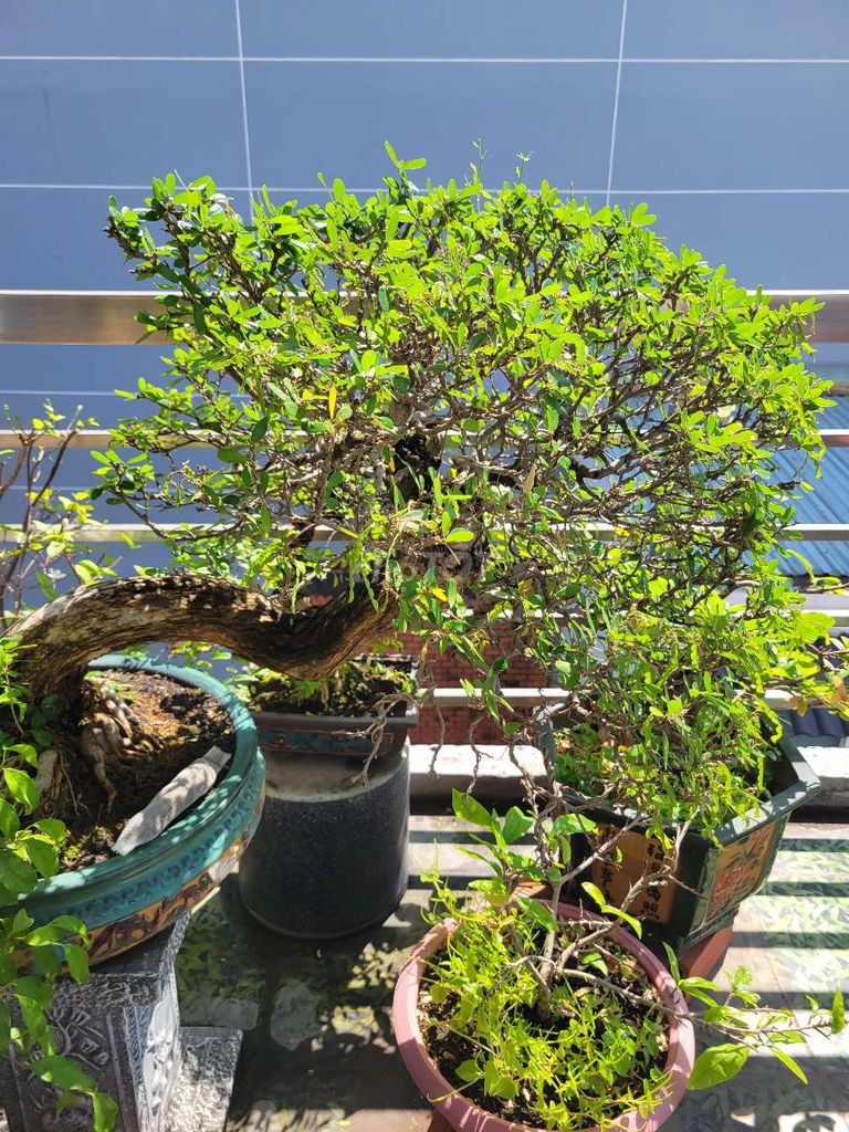 Bonsai linh sam sông hinh