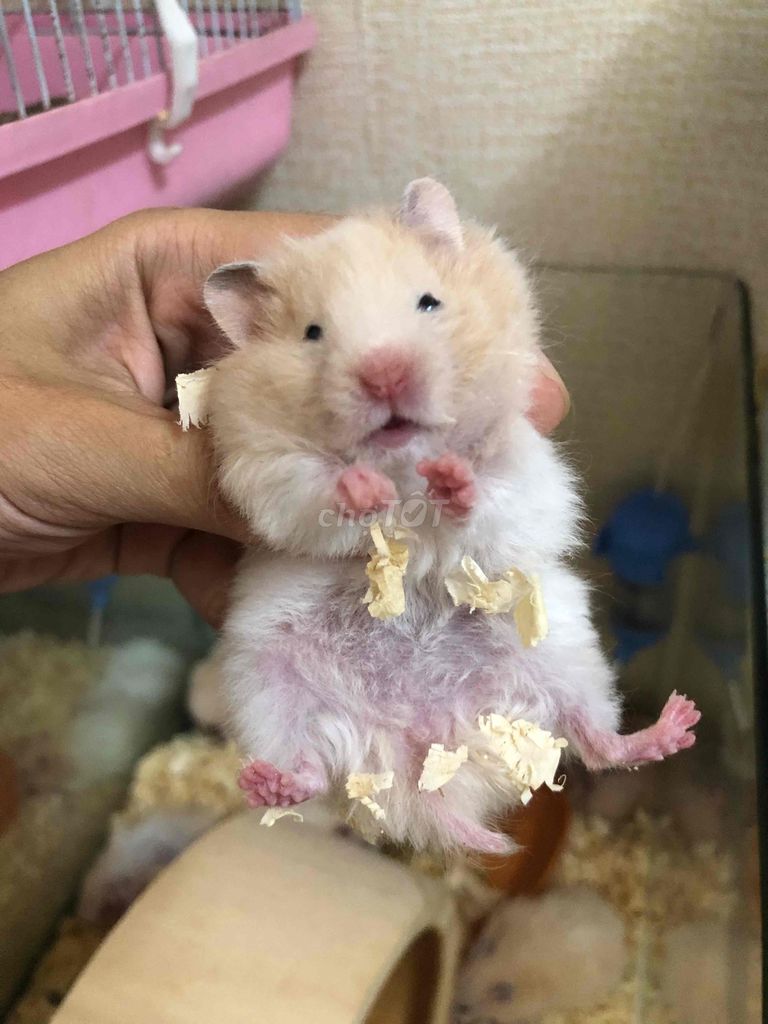 Chuột Hamster Bear xù lai Baby màu Mơ. Mua bán Thú cưng khác tại Quận Bình Tân Tp Hồ Chí Minh được đăng bởi Ở trọ bày đặt bán chụtt hình 1