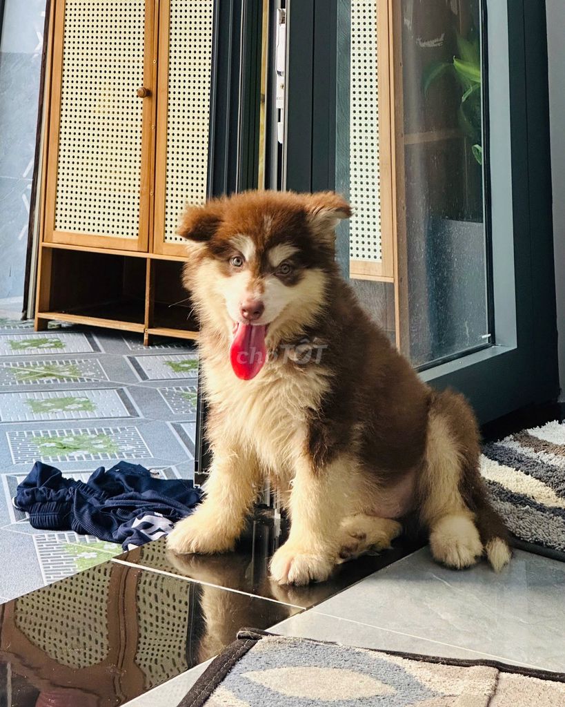 Chó Alaska Đực 4.5 tháng Nâu trắng Đã tiêm 2 mũi. Mua bán Chó tại Huyện Bình Chánh Tp Hồ Chí Minh được đăng bởi Ngan hình 1