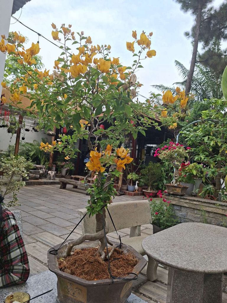 Cây cảnh Hoa giấy Vàng. Mua bán Cây cảnh, đồ trang trí tại Huyện Long Thành Đồng Nai được đăng bởi Doculongthanhgiatot hình 1
