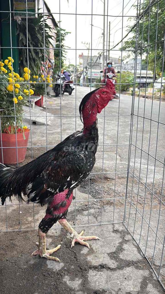 Gà đòn 4.6kg Đen đỏ. Mua bán Gà tại Thành phố Thủ Đức Tp Hồ Chí Minh được đăng bởi Nghĩa  hình 1