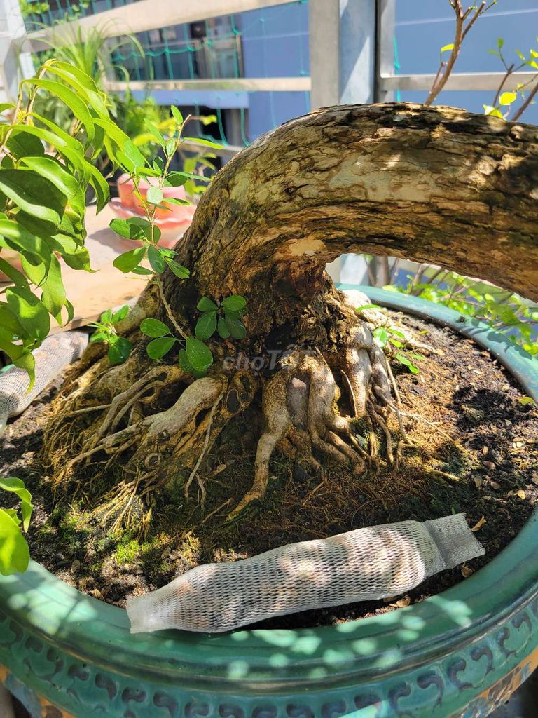 Bonsai linh sam sông hinh