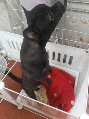 Chó Chihuahua đực 9 tháng màu Đen. Mua bán Chó tại Quận Thanh Khê Đà Nẵng được đăng bởi Anh