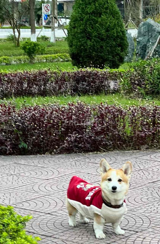 Chó Corgi Vàng trắng trưởng thành. Mua bán Chó tại Huyện Gia Bình Bắc Ninh được đăng bởi Hoàng Lượng hình 1