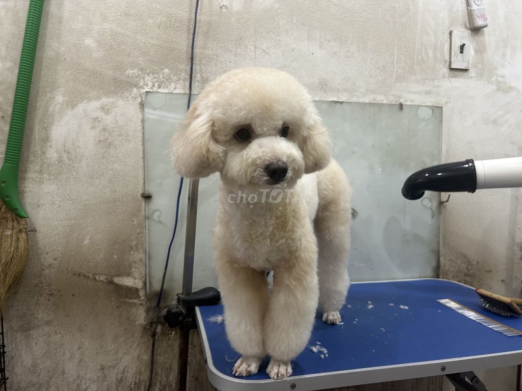 Chủ bận ko chăm được tìm chủ mới
