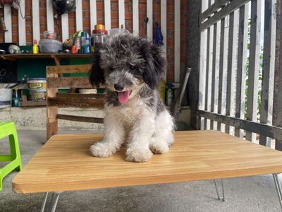 Chó Poodle đã tiêm