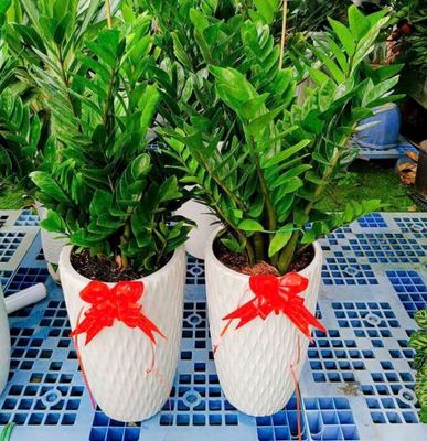 Cây💚 xanh💚 trang trí nhà 💚. Mua bán Cây cảnh, đồ trang trí tại Quận Gò Vấp Tp Hồ Chí Minh được đăng bởi Tô Kem 