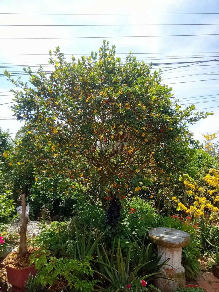 Mai tứ quý . Mua bán Cây cảnh, đồ trang trí tại Huyện Châu Thành An Giang được đăng bởi bảo khánh hình 1