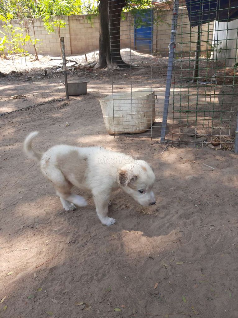 Chó con 1.5 tháng. Mua bán Chó tại Thành phố Thủ Đức Tp Hồ Chí Minh được đăng bởi Vy Huynh kim hình 1