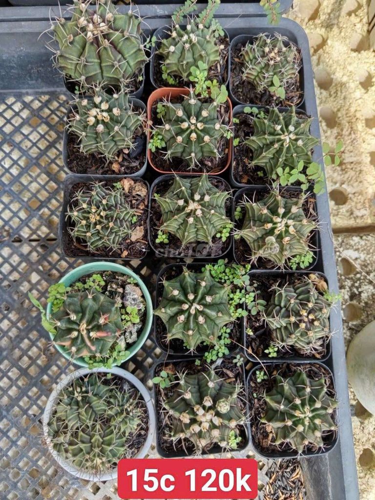 Xương rồng Gymno chậu 5-6cm. Mua bán Cây cảnh, đồ trang trí tại Huyện Long Hồ Vĩnh Long được đăng bởi Linh hình 1