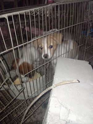 Chó Nhật màu Trắng nâu