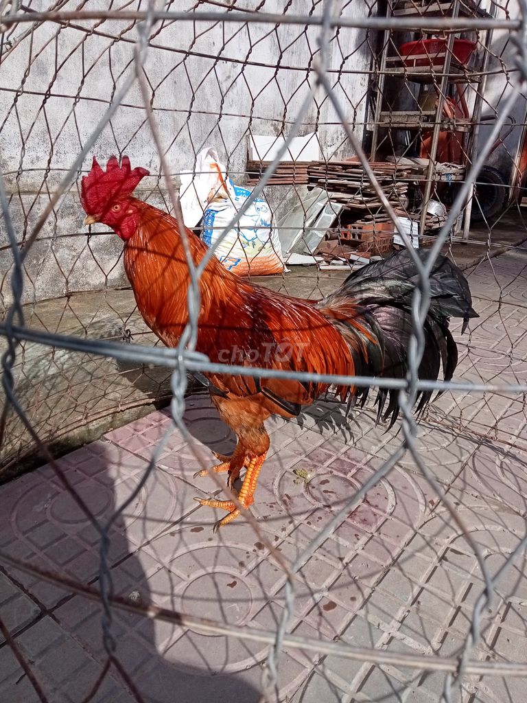 Vàng bể biên khai hậu 3.3kg. Mua bán Gà tại Thành phố Trà Vinh Trà Vinh được đăng bởi Mai thien dung hình 1