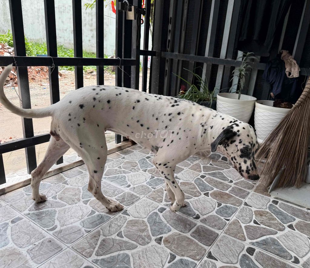 Chó Dalmatian cái 1 tuổi. Mua bán Chó tại Thành phố Long Xuyên An Giang được đăng bởi Trương Minh Tâm hình 1