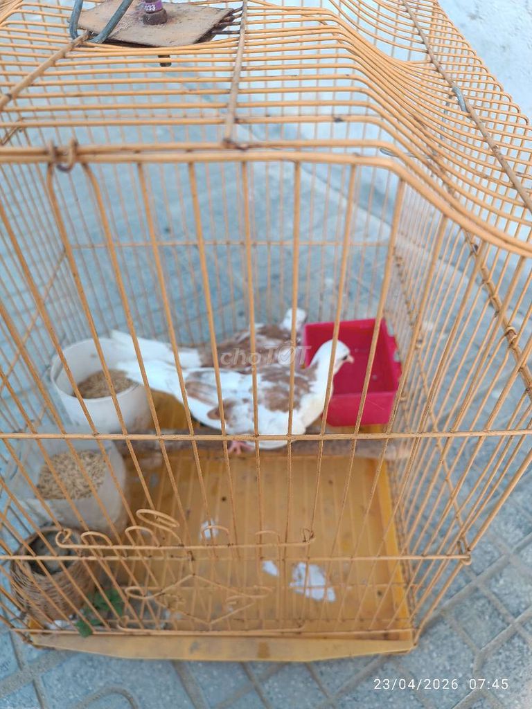 Chim cu gáy Vân hoa đỏ. Mua bán Chim tại Huyện Quảng Điền Thừa Thiên Huế được đăng bởi Trương Đình Bách hình 1