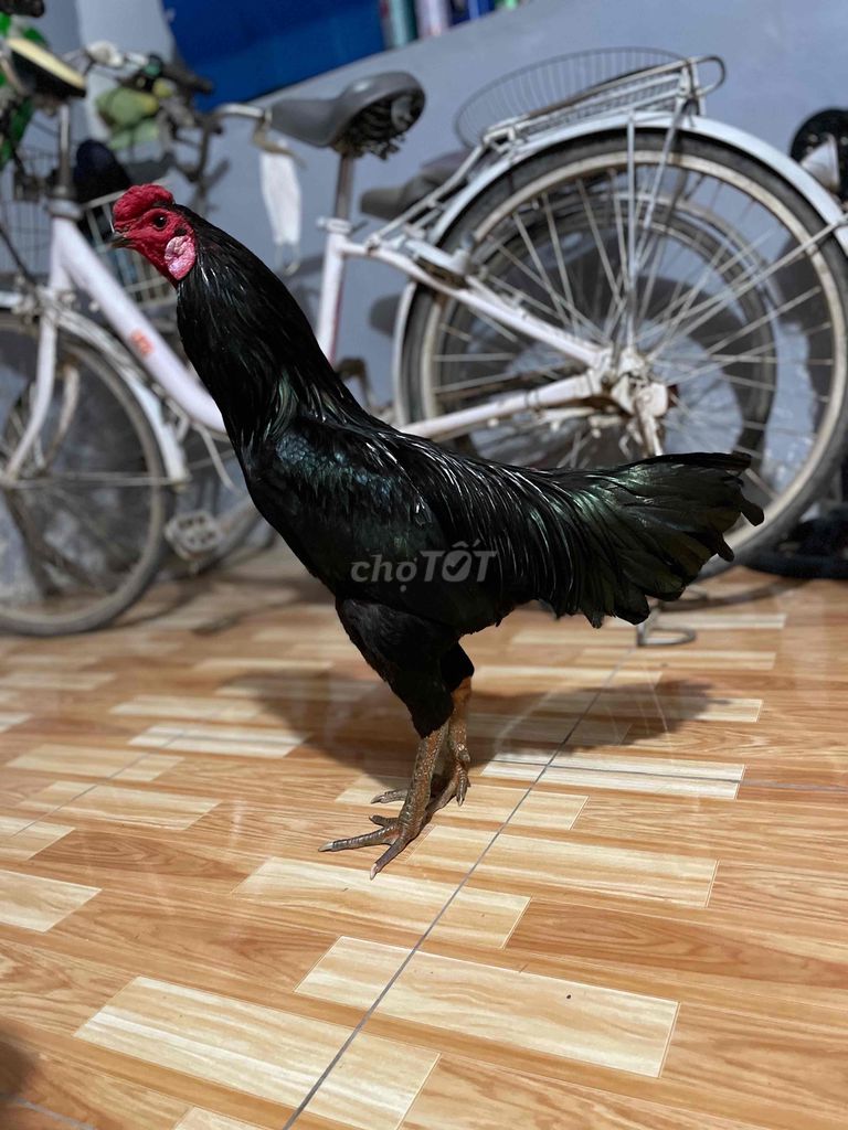 🐔 Hiện 2kg8. . Trạng 2kg9 - Tay Còn Lên