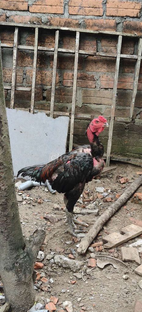 Gà Đen Đỏ Trống. Mua bán Gà tại Quận Ngũ Hành Sơn Đà Nẵng được đăng bởi Thang hình 1