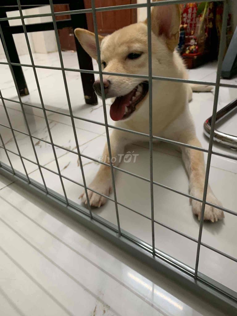 Chó Shiba Cái 6 tháng màu Kem. Mua bán Chó tại Quận Bình Thạnh Tp Hồ Chí Minh được đăng bởi Hào Trạch hình 1